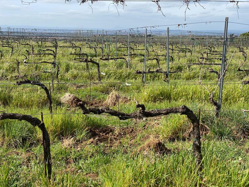 Frascati: Tour in E-Bike with Wine Tasting - Monte Tusculum and Tuscolo archaeological park: the moment it gets memorable