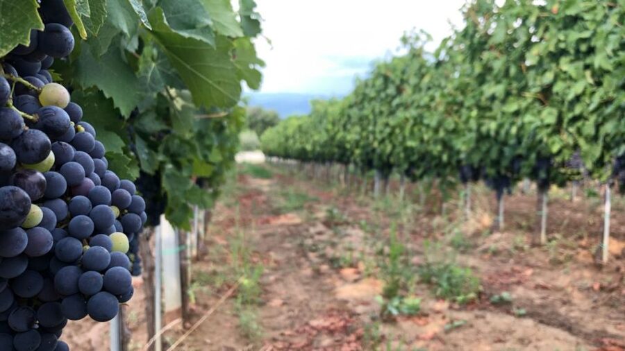 Frascati Wine Road from Rome: Tasting & Lunch - Walking the vines and tasting with a view