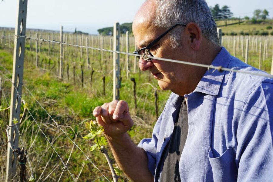 From Rome: Frascati Wine Region Tour with Wine Tasting - Should you book the Frascati wine tour from Rome?