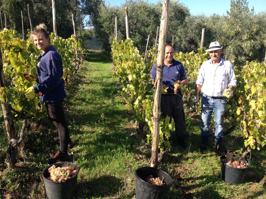 From Rome: Half-Day Frascati Wine Tour with Farmhouse Lunch - Key highlights to look for