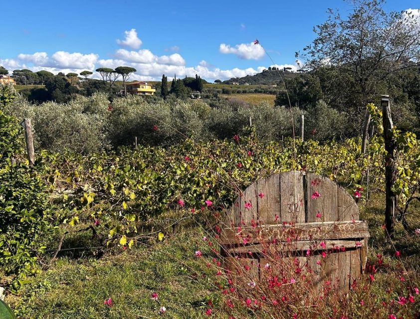 From Rome: Half-Day Frascati Wine Tour with Farmhouse Lunch - From Rome to Frascati: the smart way to escape for half a day