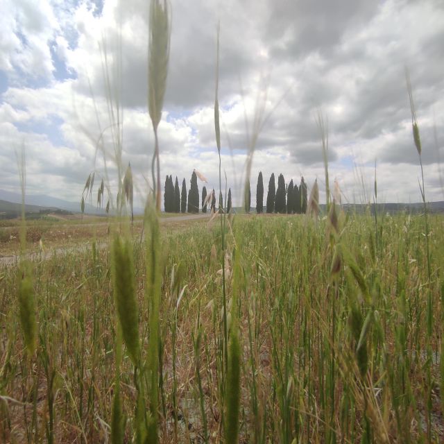 From Rome: Private Day-Tour of Tuscany - Who should book this Tuscany private day tour