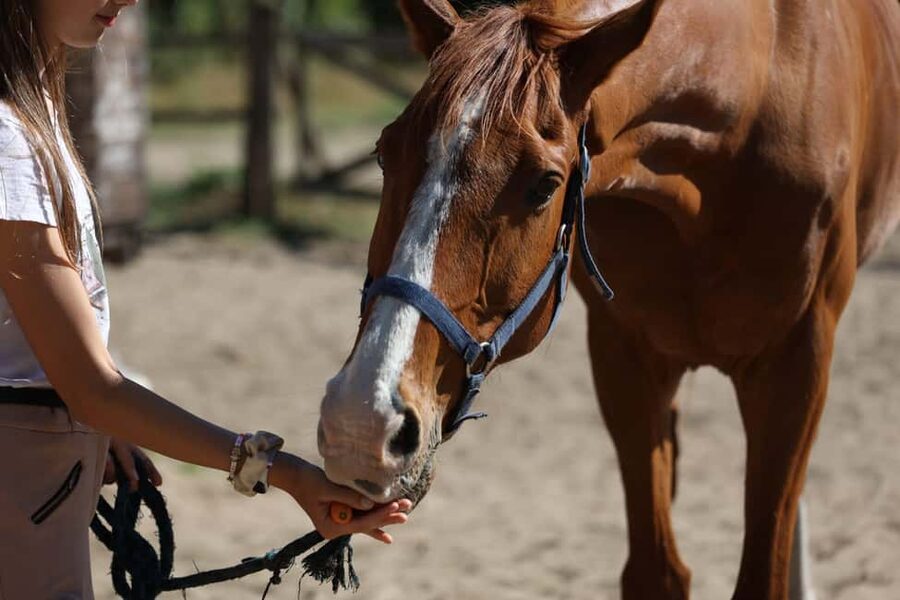Horse Sanctuary in Rome - Grooming and feeding rescued horses: the part that makes it real