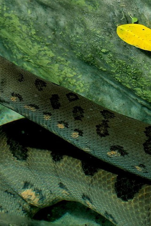 Rome: Bioparco di Roma Zoological Garden Entry Ticket - Key things to know before you go