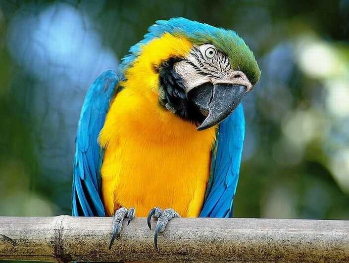 Rome: Bioparco di Roma Zoological Garden Entry Ticket - Planning your day: how to see more than the highlights