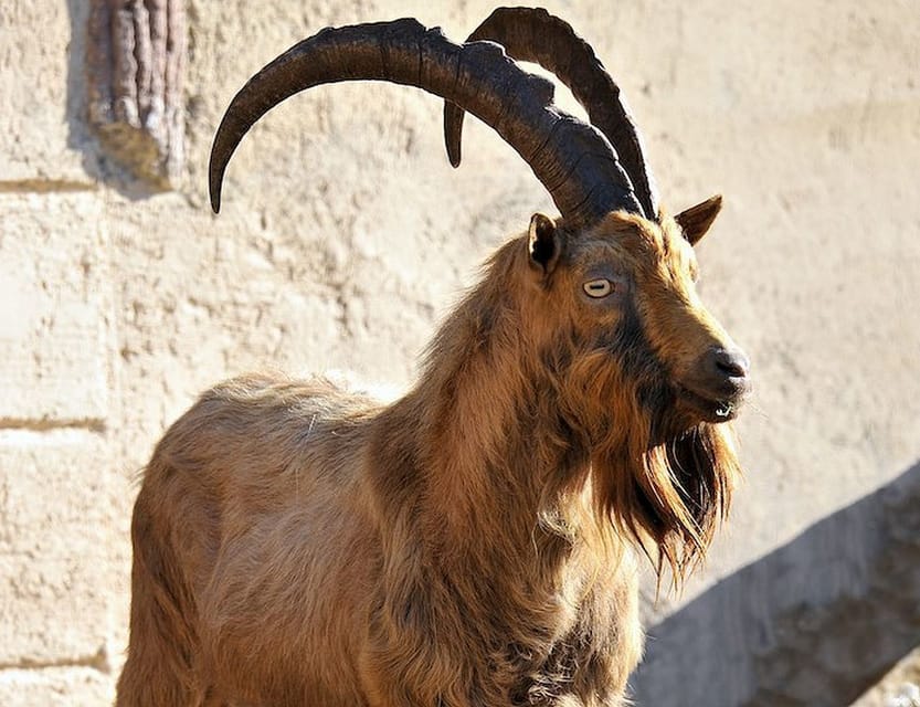 Rome: Bioparco di Roma Zoological Garden Entry Ticket - Conservation and animal care: what to look for on the walk