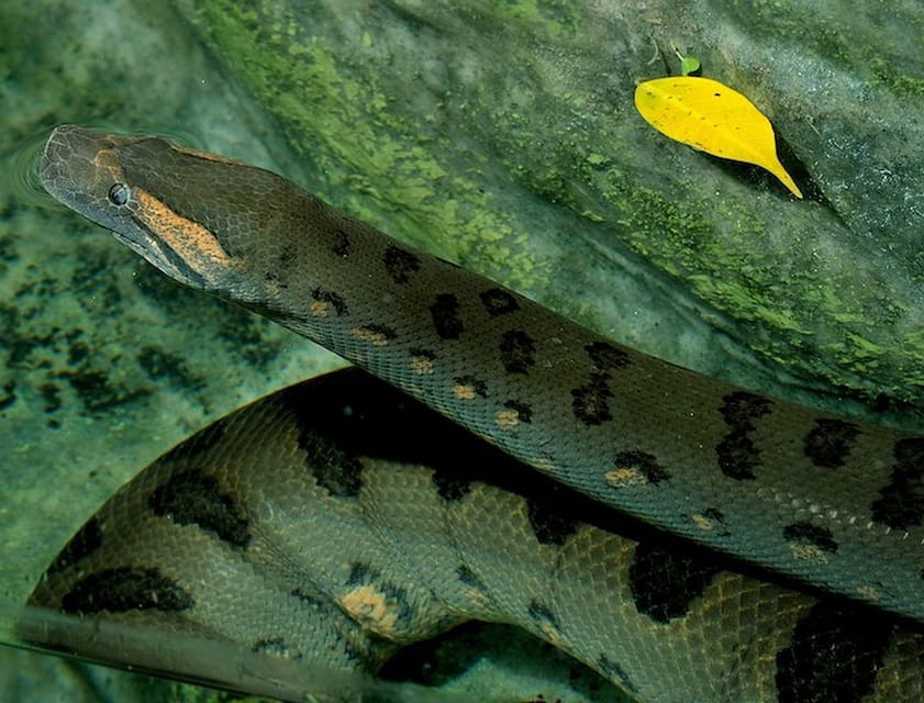 Rome: Bioparco di Roma Zoological Garden Entry Ticket - Who should book this entry ticket, and who might not love it